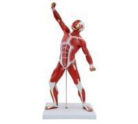 YNIYUJKL Modelo En Miniatura del Sistema Muscular Modelo Muscular 20 ¿Modelo De Movimiento del Modelo Anatómico? Ver Anatomía Muscular Superficial Y Estructura Corporal