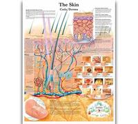 Yocheng Póster de anatomía humana,cuerpo,órganos,huesos,imagen,lienzo,pintura,impresión,mural decorativo,arte de pared para habitación del hogar 40x50cm Sin Marco