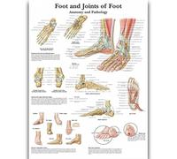 Yocheng Póster de anatomía humana,cuerpo,órganos,huesos,imagen,lienzo,pintura,impresión,mural decorativo,arte de pared para habitación del hogar 40x50cm Sin Marco