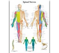 Yocheng Póster de anatomía humana,cuerpo,órganos,huesos,imagen,lienzo,pintura,impresión,mural decorativo,arte de pared para habitación del hogar 40x50cm Sin Marco