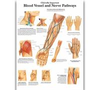 Yocheng Póster de anatomía humana,cuerpo,órganos,huesos,imagen,lienzo,pintura,impresión,mural decorativo,arte de pared para habitación del hogar 60x90cm Sin Marco