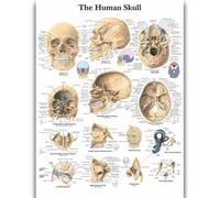 Yocheng Póster de anatomía humana,cuerpo,órganos,huesos,imagen,lienzo,pintura,impresión,mural decorativo,arte de pared para habitación del hogar 50x70cm Sin Marco