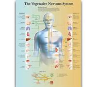 Yocheng Póster de anatomía humana,cuerpo,órganos,huesos,imagen,lienzo,pintura,impresión,mural decorativo,arte de pared para habitación del hogar 60x90cm Sin Marco