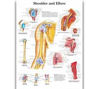 Yocheng Póster de anatomía humana,cuerpo,órganos,huesos,imagen,lienzo,pintura,impresión,mural decorativo,arte de pared para habitación del hogar 60x90cm Sin Marco
