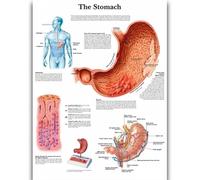 Yocheng Póster de anatomía humana,cuerpo,órganos,huesos,imagen,lienzo,pintura,impresión,mural decorativo,arte de pared para habitación del hogar 21x30cm sin marco