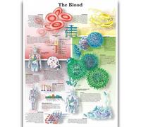 Yocheng Póster de anatomía humana,cuerpo,órganos,huesos,imagen,lienzo,pintura,impresión,mural decorativo,arte de pared para habitación del hogar 30x40cm sin marco