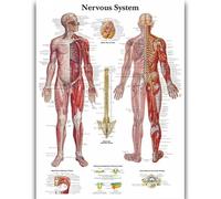 Yocheng Póster de anatomía humana,cuerpo,órganos,huesos,imagen,lienzo,pintura,impresión,mural decorativo,arte de pared para habitación del hogar 40x50cm Sin Marco