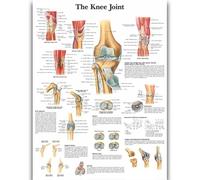 Yocheng Póster de anatomía humana,cuerpo,órganos,huesos,imagen,lienzo,pintura,impresión,mural decorativo,arte de pared para habitación del hogar 60x90cm Sin Marco
