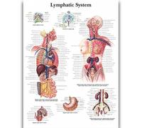 Yocheng Póster de anatomía humana,cuerpo,órganos,huesos,imagen,lienzo,pintura,impresión,mural decorativo,arte de pared para habitación del hogar 21x30cm sin marco