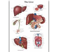 Yocheng Póster de anatomía humana,cuerpo,órganos,huesos,imagen,lienzo,pintura,impresión,mural decorativo,arte de pared para habitación del hogar 21x30cm sin marco