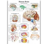 Yocheng Póster de anatomía humana,cuerpo,órganos,huesos,imagen,lienzo,pintura,impresión,mural decorativo,arte de pared para habitación del hogar 50x70cm Sin Marco