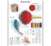 Yocheng Póster de anatomía humana,cuerpo,órganos,huesos,imagen,lienzo,pintura,impresión,mural decorativo,arte de pared para habitación del hogar 40x50cm Sin Marco