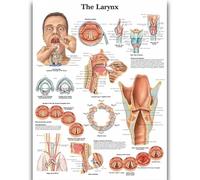 Yocheng Póster de anatomía humana,cuerpo,órganos,huesos,imagen,lienzo,pintura,impresión,mural decorativo,arte de pared para habitación del hogar 30x40cm sin marco