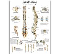Yocheng Póster de anatomía humana,cuerpo,órganos,huesos,imagen,lienzo,pintura,impresión,mural decorativo,arte de pared para habitación del hogar 40x50cm Sin Marco