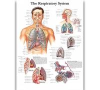 Yocheng Póster de anatomía humana,cuerpo,órganos,huesos,imagen,lienzo,pintura,impresión,mural decorativo,arte de pared para habitación del hogar 30x40cm sin marco