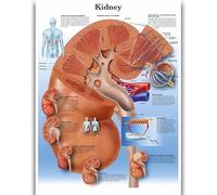 Yocheng Póster de anatomía humana,cuerpo,órganos,huesos,imagen,lienzo,pintura,impresión,mural decorativo,arte de pared para habitación del hogar 50x70cm Sin Marco