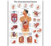 Yocheng Póster de anatomía humana,cuerpo,órganos,huesos,imagen,lienzo,pintura,impresión,mural decorativo,arte de pared para habitación del hogar 30x40cm sin marco