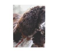 YOFIEN Cocker Spaniel Inglés, Perros de pelo rizado blanco y marrón. Arte de pared para mesa de dormitorio. Pósters. Láminas decorativas. 30x40cm.