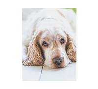 YOFIEN Cocker Spaniel Spaniel marrón Perros tristes Mascotas Arte de pared para dormitorio Pósteres Láminas Decoración linda Láminas de arte 30x40cm