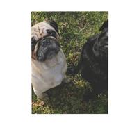 YOFIEN Pósters decorativos de pared con diseño de perro pug en blanco y negro para dormitorio, láminas decorativas de 30x40 cm.