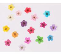 YOLNEY 100 Piezas Mini prensado y Secado Narciso Jonquilla Flor herbario de Plantas para joyería de Resina epoxi marcapáginas Postal Nailart Craft DIY-Color Mezclado