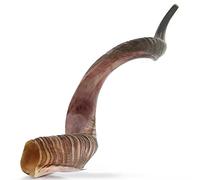 YOMTOV-SHALOM | Kudu Shofar | Shofar en venta | Kosher de Israel | 38-48 cm