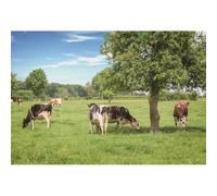 YongFoto 1,5x1m Fondo de Fotografia Grasslawn Summer Countryside Landscape Vacas Pasto Grassland Cielo Azul Nube Blanca Naturaleza Telón de Fondo Fiesta Niños Baby Estudio Fotográfico Accesorios