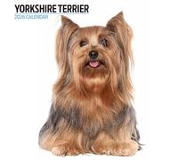 Yorkshire Terrier 2026 - Calendario moderno