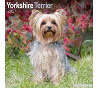 Yorkshire Terrier 2027 Calendar | Square Wall Calendar | Dog Breed Gift | Plastic Free Packaging | by Avonside Publishing