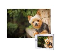 Yorkshire Terrier Bokeh Lindos Perros Pared,Rompecabezas de Madera de 1000 Piezas para Adultos y Adolescentes.