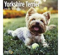 Yorkshire Terrier Calendar 2020 (Dog Breeds)