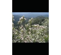 Yorkshire's Church Organs: A History of the Instruments and Their Keepers in the Three Ridings (The Mechanical Sacred: Studies in Musical Craftsmanship)