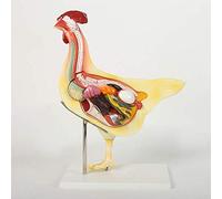 YOtat Anatomía Animal Gallina Rana Pez Conejo Modelo Anatómico, Investigación Biológica Educación Garantía De Calidad,Conejo