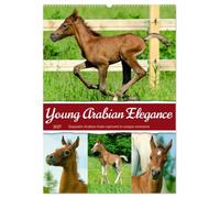 Young Arabian Elegance (Wall Calendar 2027 DIN A2 portrait), CALVENDO 12 Month Wall Calendar: The fascinating world of young Arabian horses - full of grace, energy, and a zest for life.