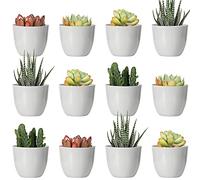 Youngever 24 Paquetes Macetas de Plástico con Platillo 5CM, Jardinera de Plástico con Platillo, Macetas Decorativas Modernas con Drenaje Pare Todas Las Plantas de Interior (Round, Grey)