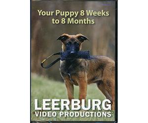 Your Puppy 8 Weeks to 8 Months DVD