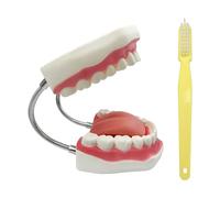 YOUYA DENTAL 6 veces el cepillado de dientes modelo de enseñanza de la caries dental Evolución de la visualización de herramientas para enseñar y estudiar (modelo de dientes no desmontables))