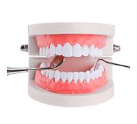 YOUYA DENTAL Modelo de dientes estándar, suministros de estudio de enseñanza para adultos, modelo de dientes de demostración estándar de Typodont