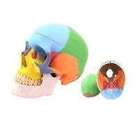YOUYA DENTAL - Puzle de cráneo humano didáctico de 3 partes, tamaño natural, tamaño natural, modelo de cráneo humano anatómico dental para anatomía médica colorida y enseñanza dental