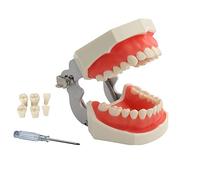 YOUYA DENTAL TM-021 - Herramientas de estudio para enseñanza, modelo de anatomía articulada con 28 dientes extraíbles