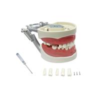 YOUYA DENTAL TM-022 Herramientas de estudio de enseñanza Typodont modelo de anatomía articulada con 32 dientes extraíbles