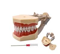 YOUYA DENTAL TM-460 Anatomy Typodont - Modelo educativo con dientes desmontables para enseñanza y estudio