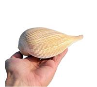 YOUYIMEI Conchas Marinas Naturales Grandes, caracola Grande Natural de 8 a 15 cm for decoración de Bodas, Fiestas temáticas de Playa, Decoraciones for el hogar, Manualidades de Bricolaje(14~15cm)