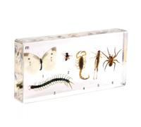 YRQMGSF Resina Artrópodo Espécimen - Real Insecto Desarrollo y Crecimiento Historia Espécimen - para Biología Anatomía Ciencia Educación Herramienta de Enseñanza