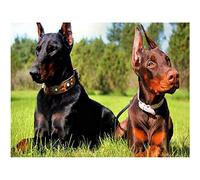 YRTMHU Kit Diamond Painting 5D Personalizado Cristal Rhinestone Taladro Completo Bordado Foto Doberman perro animal Punto de Cruz Diamond Painting Kit Manualidades 40x50cm