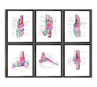YRZYT Pie Huesos AnatomíA Poster Cuadros PodologíA Arte MéDico Lienzo Pintura Medicina Pared Arte Acuarela Cuadros MéDico Regalo ClíNica Oficina Decoracion 30x40cmx6 Sin Marco