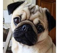 YSCOLOR Diamond Painting 3D DIY Ronda Diamante Pintura Pug Perro Animales Bordado Completo Ronda Diamante Pintura Punto De Cruz Rhinestone Mosaico Pintura 30X30Cm
