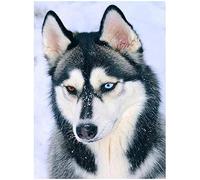 YSCOLOR Diamond Painting 5D Diy Diamante Pintura Perro De Nieve Punto De Cruz Completo Redondo Bordado De Diamantes Husky Pegatinas De Pared De Diamantes 30X40cm