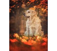 YSCOLOR Diamond Painting Bordado Diy Diamante Pintura Perro Y Hojas Muertas Diamante Mosaico Completo Redondo 5D Diamante Pintura Golden Retriever Sin Marco, 30 X 40 Cm
