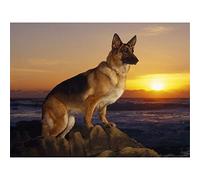 YSCOLOR Diamond Painting Pastor Alemán Diamante Pintura Completa Ronda Piedra de Perro Diamante Bordado Rhinestone DIY Pasatiempos Costura Pintura Arte 30X40Cm